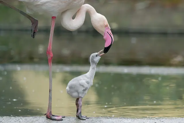 Nachwuchs: Der Tiergarten Schönbrunn darf sich auf neun Flamingo-Küken freuen. | Foto: Daniel Zupanc