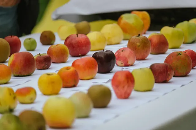 Ein paar Äpfel übrig lassen! | Foto: Stadt Villach/Wernig