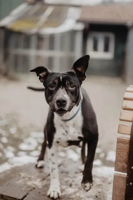 Anett wartet im Tierheim Hallein sehnsüchtig auf ein liebevolles Zuhause – trotz ihres sanften Wesens wird sie als Listenhund oft übersehen. | Foto: Tierheim Hallein