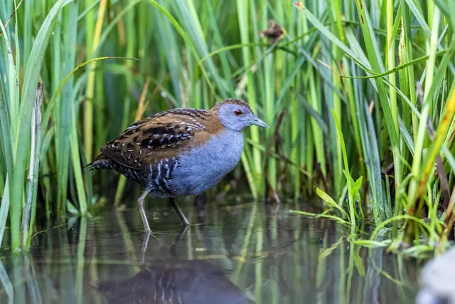 Das Zwergsumpfhuhn, eine seltene und scheue Art, galt lange als verschollen in der Region.  | Foto: Leander Khil