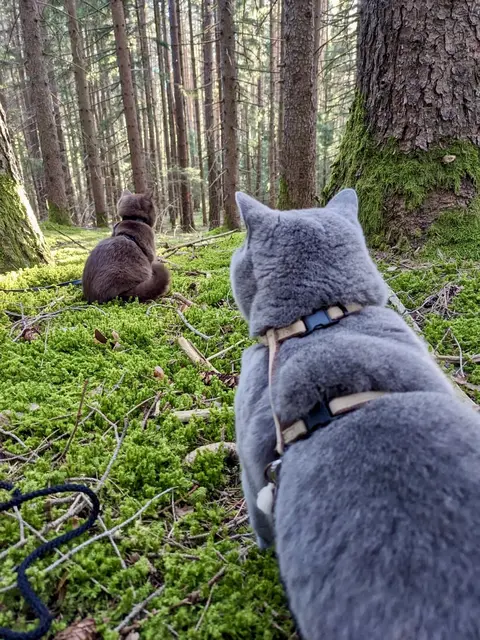 Suki und Frodo im Wald bei Kranebitten. | Foto: MIAU