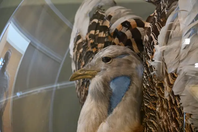Großtrappe im Nationalparkzentrum. Mit einem Gewicht von 16 kg zählt sie zu den schwersten flug-
fähigen Vögeln der Welt. | Foto: Herbert Ziss