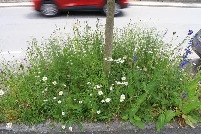Foto: Garten-Franz