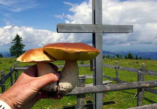 Ein Prachtexemplar eines Steinpilzes