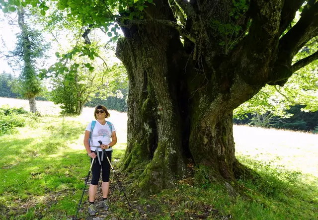 Beim Aufstieg bestaunen wir die uralte, riesige Linde.