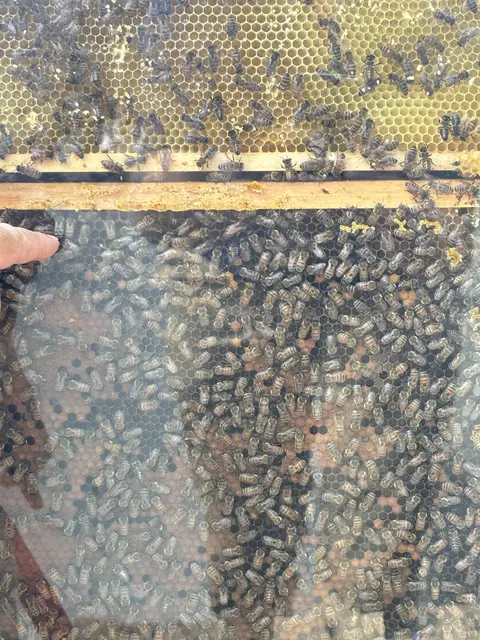 Die Königin ist größer und hat ein "spitzes Hinterteil", erklärt der Bienenprofi. | Foto: Nathanael Peterlini/MeinBezirk