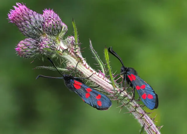 Als Sujet für die diesjährige Veranstaltung wurde dieses Foto von Zygaena filipendulae, dem Sechsfleck-Widderchen gewählt. | Foto: Helwig Brunner/Ökoteam