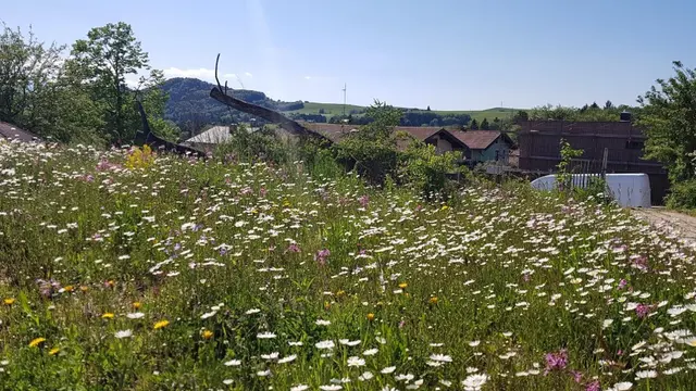 Foto: Garten-Franz
