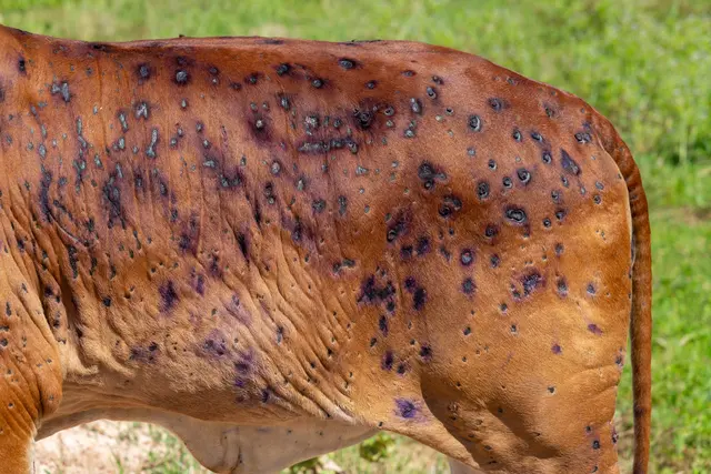 Lumpy Skin Disease breitet sich aus. | Foto: stockadobe.com