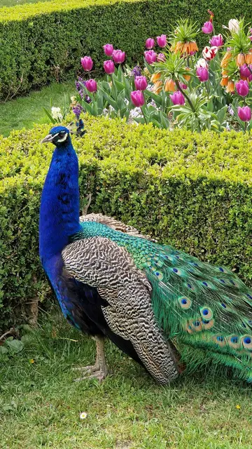 Die Pfaue nutzen meistens die ruhigen Pausen während den Stücken, um ihren "Gesang" unter Beweis zu stellen. | Foto: Königer
