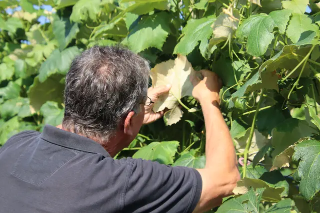 Weinbauern müssen ihre Rebstöcke genau kontrollieren und melden, falls ein Verdacht auf die Goldgelbe Vergilbungskrankheit besteht. | Foto: Martin Wurglits