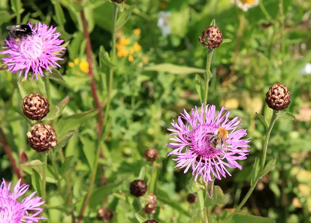 Foto: Garten-Franz
