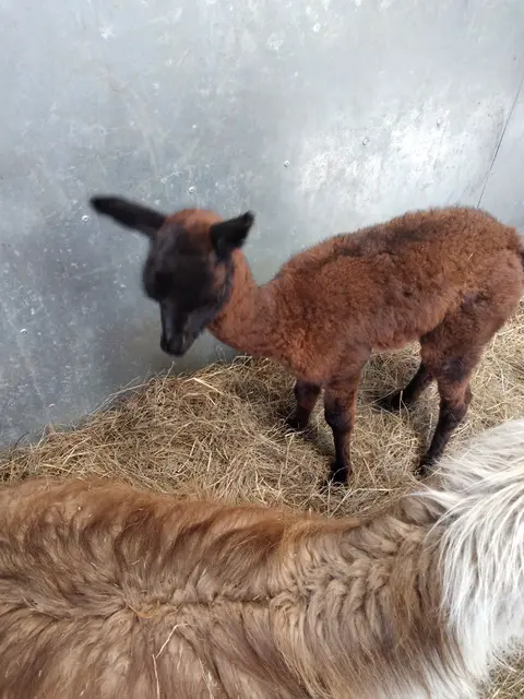 Für das süße Lamababy, es ist ein Junge, kann das Publikum Namensvorschläge machen. | Foto: Circus Althoff