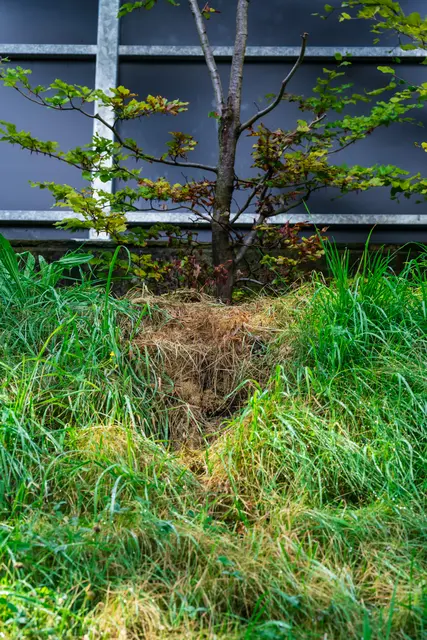Umweltsünder in Ramsau im Zillertal: Abgestorbene Bäume und abgetragenes Erdreich deuten auf eine mögliche Ölverunreinigung hin – Behörden und Kriminalpolizei ermitteln. | Foto: meinBezirk.at