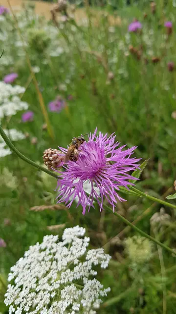 Foto: Garten-Franz