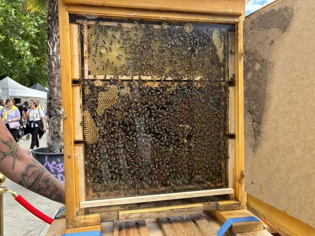 "Melissa", das Bienen- und Honigfestival, am Karlsplatz hat begonnen.  | Foto: Nathanael Peterlini/MeinBezirk