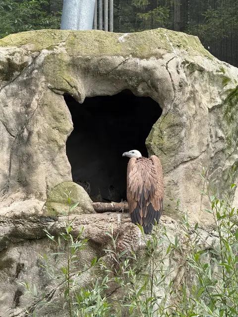 Das Gänsegeierküken bei seinen ersten Flugversuchen im Alpenzoo Innsbruck.  | Foto: Alpenzoo Innsbruck