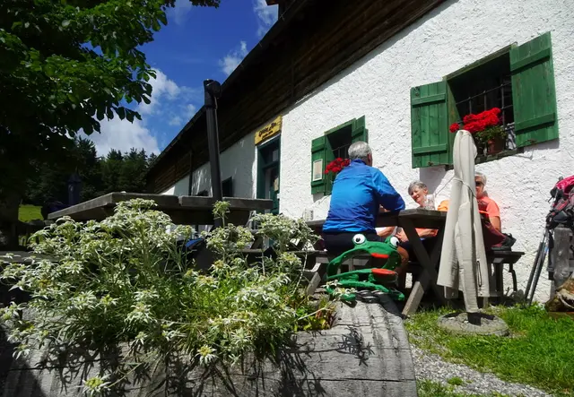 Blühende Edelweiß im Vorgarten