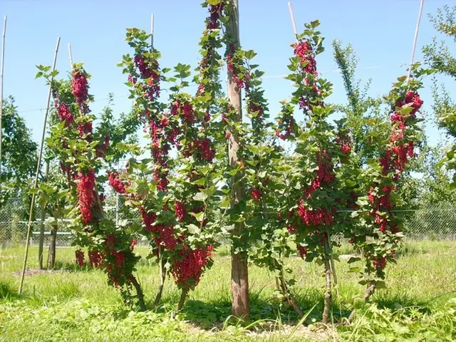 Foto: Garten-Franz