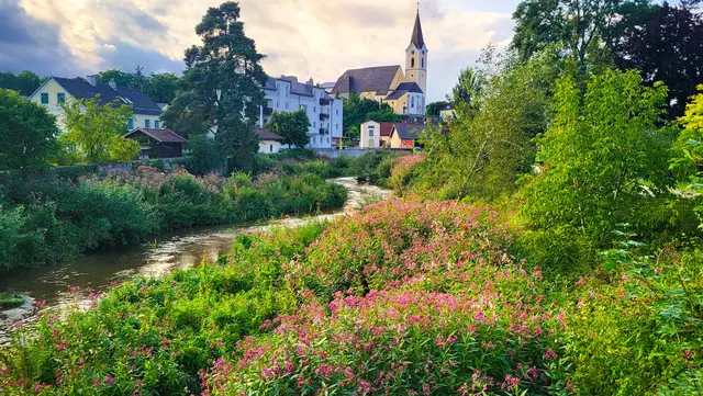 Unbestritten schön: Das rosa-lila-weiße Idyll an der Gusen in St. Georgen | Foto: Eckhart Herbe