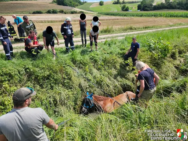 Die Tierärztin bereitet die Sedierung vor, um das Pferd ruhig zu stellen. | Foto: FF Ernstbrunn