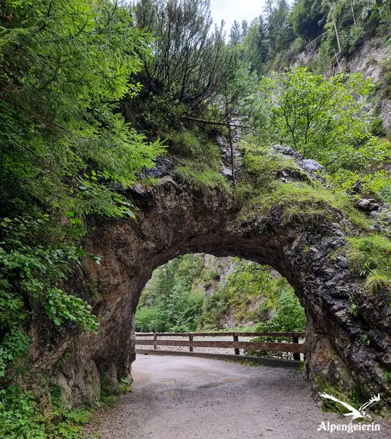 Foto: Janet Bleiker - Alpengeierin