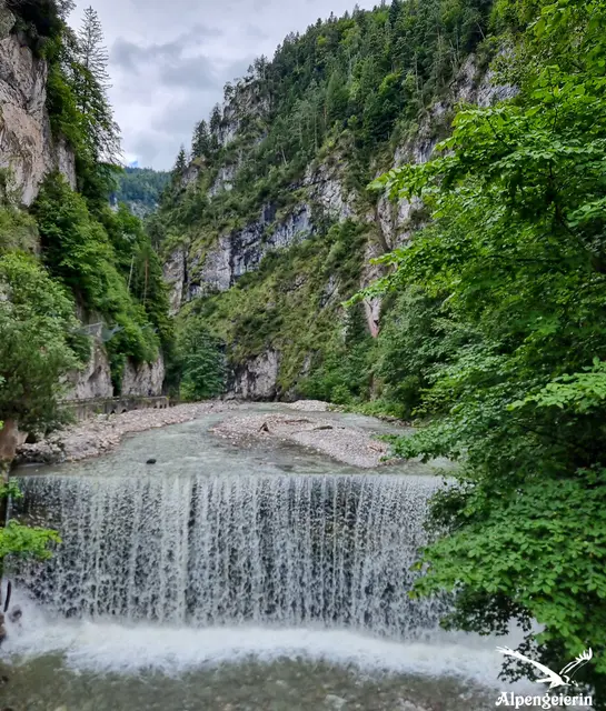 Foto: Janet Bleiker - Alpengeierin