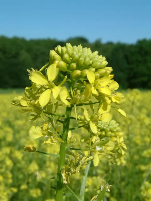 Senfpflanze | Foto: zVg