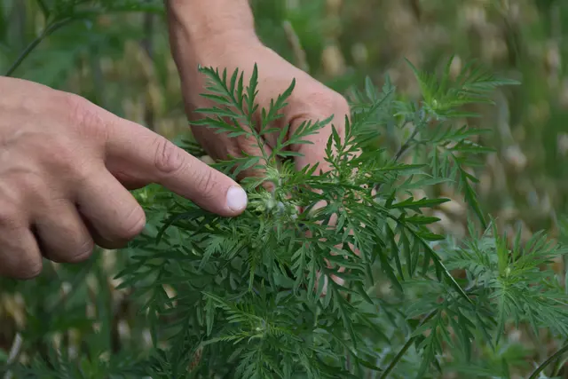 Das Unkraut Ragweed verursacht großen Schaden in der Landwirtschaft. Allergische Reaktionen können mitunter heftig ausfallen.  | Foto: Eva Maria Kamper