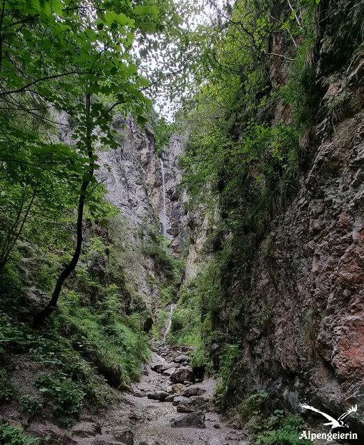 Foto: Janet Bleiker - Alpengeierin