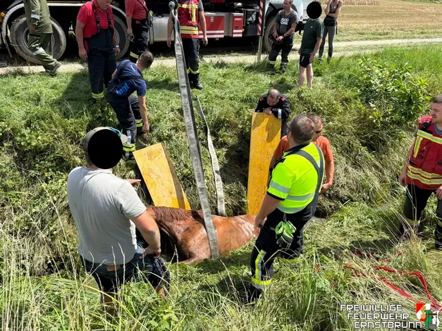 Der Wallach steckt erschöpft im Bachbett fest – Feuerwehr und Besitzer kümmern sich. | Foto: FF Ernstbrunn