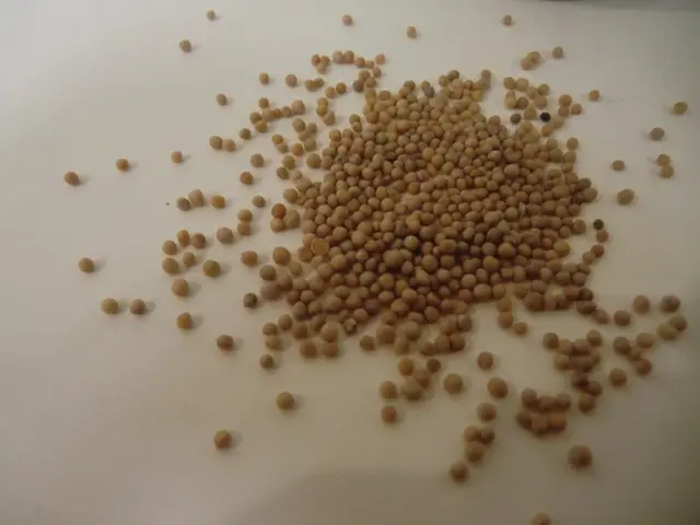 Senfkörner | Foto: Bezirksmuseum Simmering