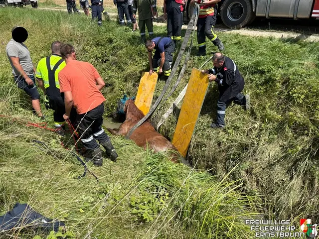 Erste Versuche, das Tier mit Seilen zu befreien, bleiben erfolglos. | Foto: FF Ernstbrunn