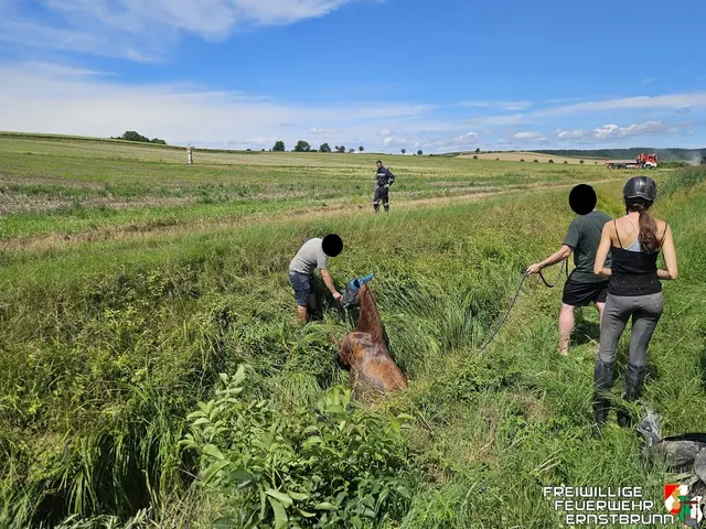 Alleine schaffte es das Pferd nicht, sich aus seiner misslichen Lage zu befreien. | Foto: FF Ernstbrunn