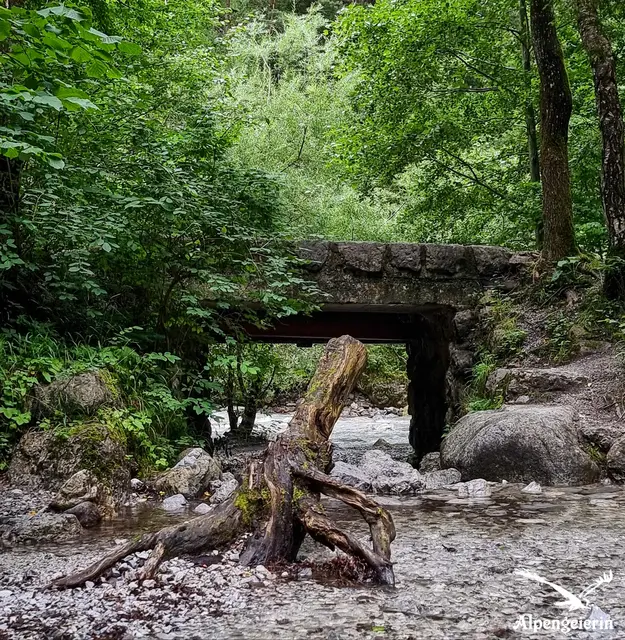 Foto: Janet Bleiker - Alpengeierin