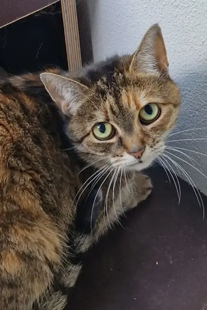 Seniorin Hexi sucht ein Für-immer-Zuhause, in dem sie sich sicher fühlt. | Foto: Arche Wels