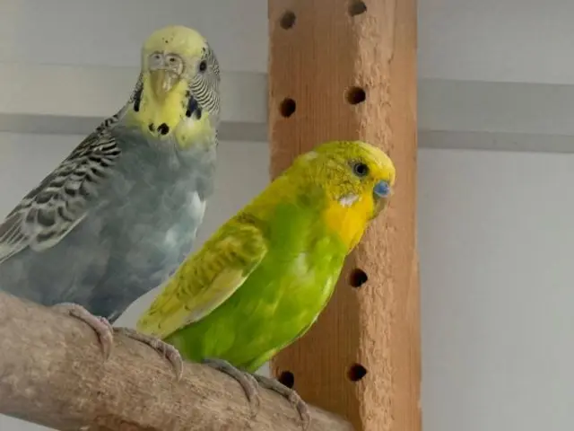 Die beiden Wellensittiche Zeo und Flesh möchten gemeinsam ein neues Zuhause finden | Foto: Tierschutzverein St. Pölten / TSV STP
