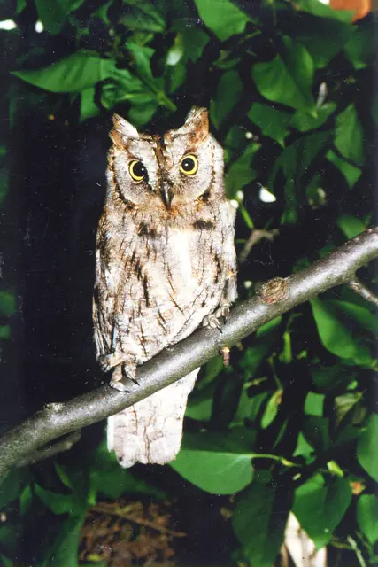 Zwergohreule © Gerhard Woschitz