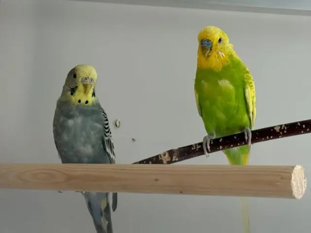 Wer möchte die fröhlichen Wellensittiche kennenlernen? | Foto: Tierschutzverein St. Pölten / TSV STP