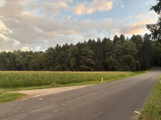Widerstand formiert sich: Dieses Maisfeld samt 1,5 Hektar Wald dahinter in der Gemeinde Hitzendorf soll zu einer Bodenaushubdeponie werden. | Foto: privat
