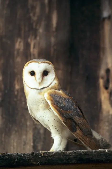 Schleiereule ©  Hans Glader