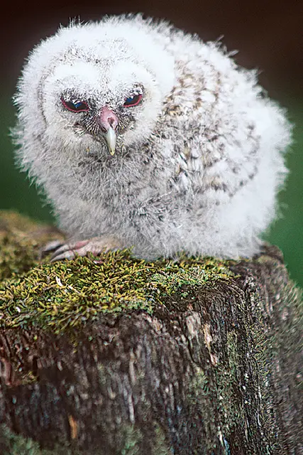 Waldkauz, Jungtier © Josef Limberger