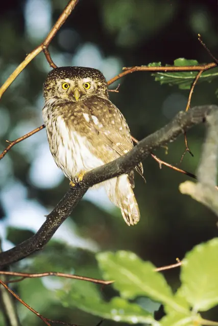 Sperlingskauz © Hans Glader