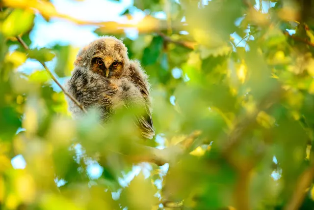 Waldohreule © Othmar Ortner 