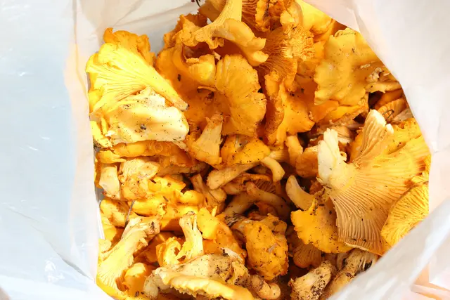 Die drei Italiener wurden mit 45 Kilogramm Pilzen gestoppt. (Symbolfoto) | Foto: stock.adobe.com/at/rbkelle 