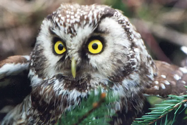 Raufusskauz © Josef Limberger