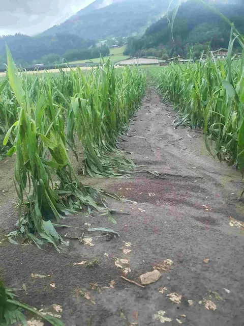 Maisfeld in Inzing. | Foto: Foto: ÖHV