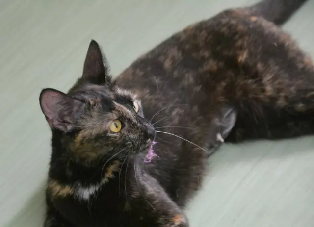 Katzendame Luna ist kastriert und gesund | Foto: Tierschutzverein St. Pölten / TSV STP
