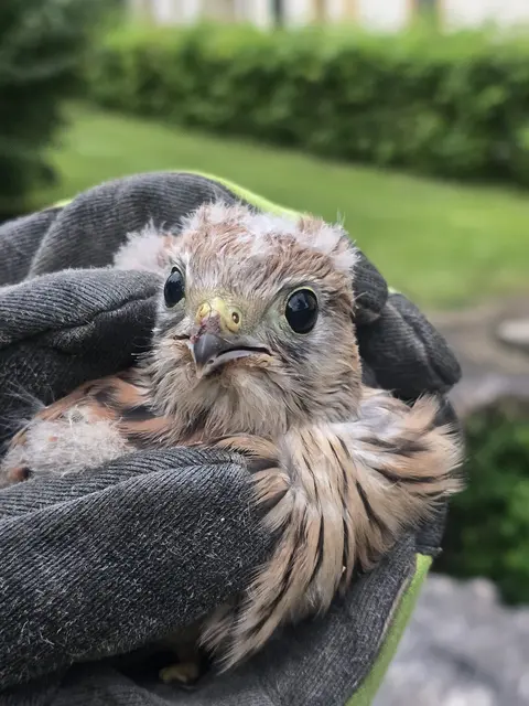 Nach der Rettung des Turmfalken beim Stift Göss ging es zu einem erfahrenen Tierarzt zur Untersuchung. | Foto: FF Leoben-Stadt