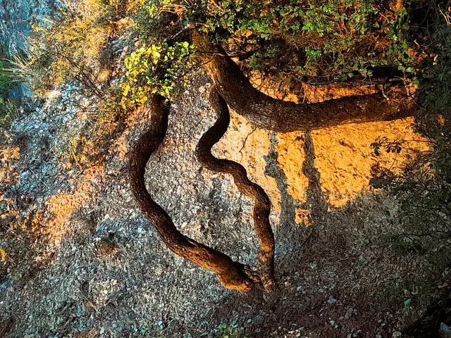 Foto: © Hans Steiner